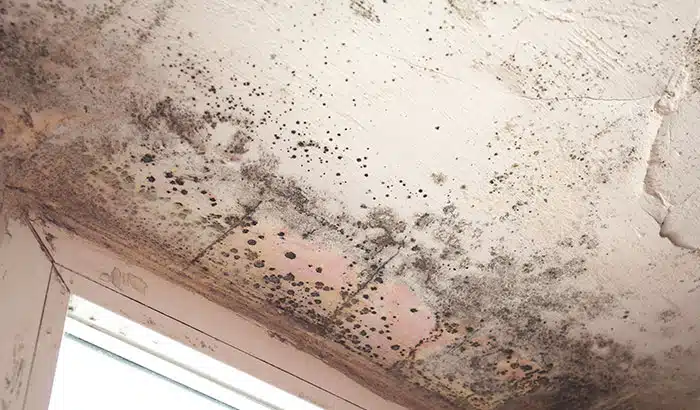 Where Mold Growth Is Most Commonly Found in Your House?
