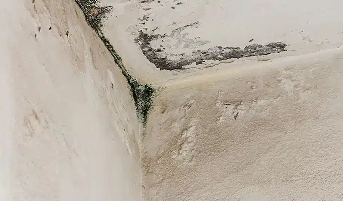 Where Mold Is Most Commonly in Your Home?