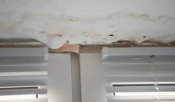 Most Common Places Mold Grows