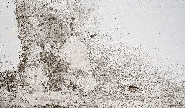 Mold in Drywall How To Know It's There and What to Do About It
