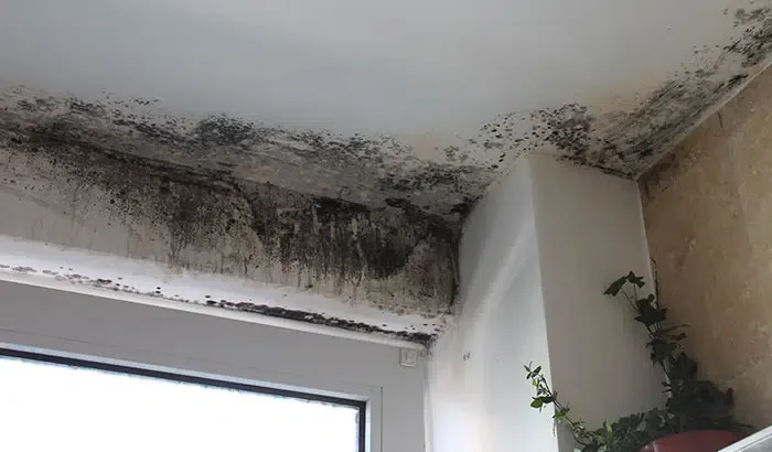 7 Easy Ways to Detect Mold In Your Home