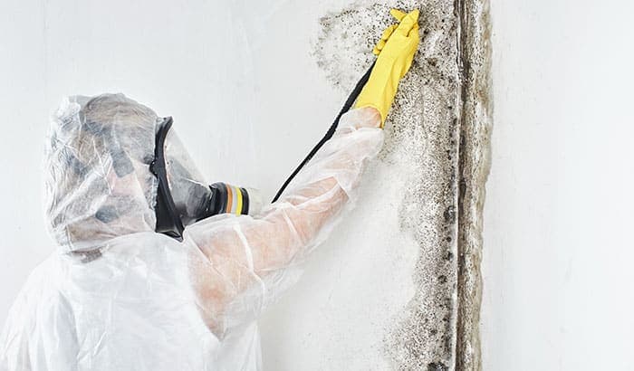 5 Reasons Why You Should Leave Mold Remediation to the Professionals