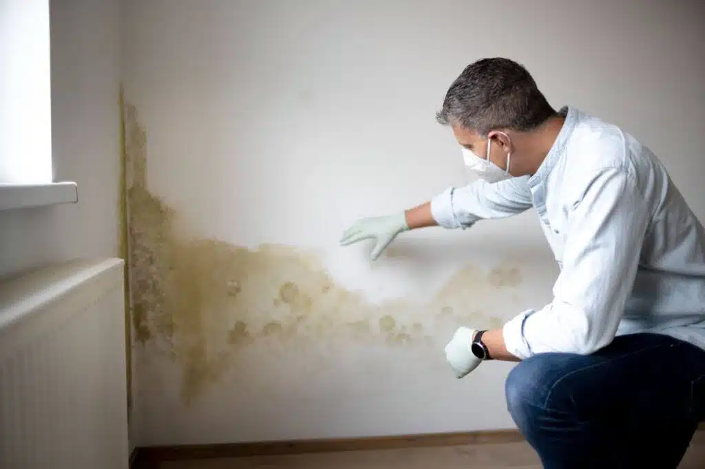 DIY vs professional remediation