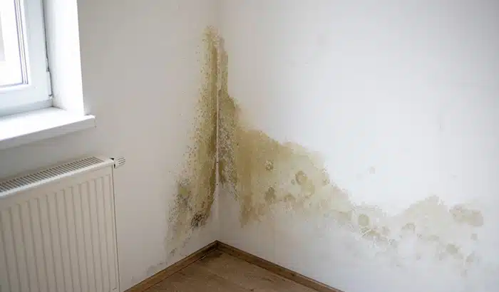 Understanding Mold Damage: A Guide