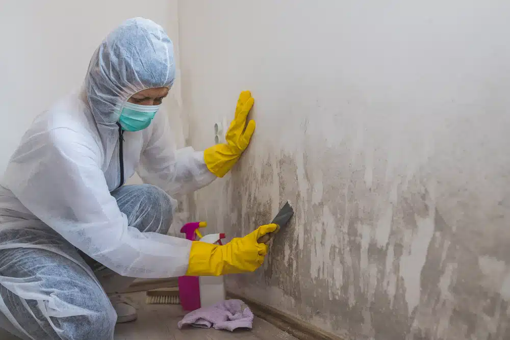 mold removal salt lake city